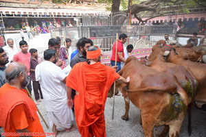 ગઢપુર મંદિર માં ધનતેરસ ના શુભ દિવસે ગૌ પૂજન થયું